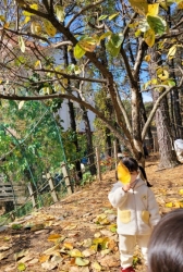 감잎밟기
