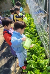 11월1주-무,배추관찰하기