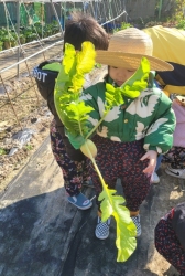 무수확하기&무청말리기&무청꼬지