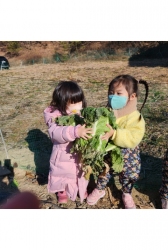 12월1주) 배추뽑기