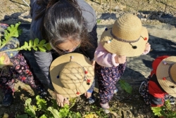 11월3주) 무, 배추 관찰, 무자르기, 무 뽑기 활동