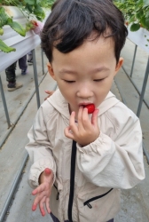 견학-딸기체험