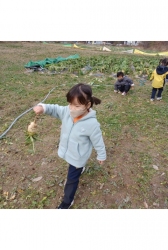 11월4주 - 무뽑아 씻어 무말랭이 만들기