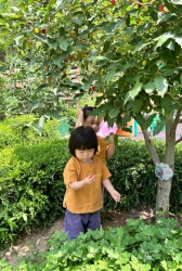 6월1주(실외놀이-매실,보리수탐색하기,모래놀이)