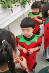 5월2주) 딸기체험