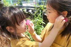 6월4주놀이활동:접시꽃으로 놀이해요 닭벼슬도 만들고 귀걸이도해조보았어요