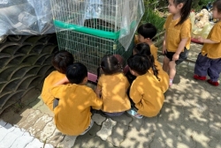 6월1주 (실외활동-병아리가 자라며 달라진 점 찾아보기, 텃밭 탐색하며 채소들이 얼마나 자