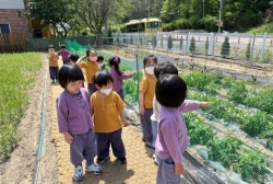 5월3주 (실외활동-감자 꽃 관찰하기, 딸기와 뱀딸기 관찰하기, 허브 관찰하기)