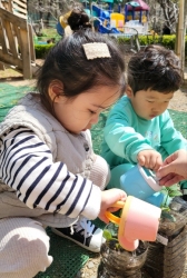 3월5주) 딸기를 심어보고 물도 주었어요.