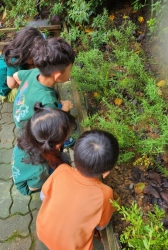향기나는허브 프로젝트-로즈마리관찰,그리기,잘라씻어보기,향맡기,수경재배해보기