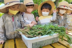 땅콩,고구마 수확& 쑥 관찰하기