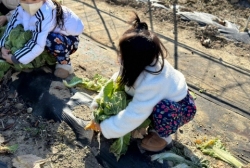 12월1주 (텃밭체험-배추 수확하기)