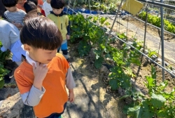 10월3주 (텃밭체험-무와 배추 관찰하고 배추 속 달팽이 잡아보기)