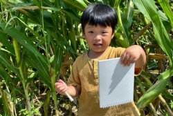 8월4주 (산책-옥수수 성장 관찰하고 그림으로 그려보기)
