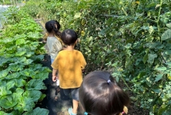 8월4주 (텃밭체험-토마토 수확하기)
