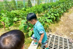 7월2주 (텃밭-텃밭에 물주기, 토마토 수확 후 먹어보기)