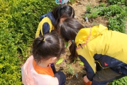 4월1주:식목일 <허브심기>텃밭 식물 감자,꽃화분에 물주기