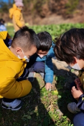 11월3주) 배추관찰, 꼬리잡기 놀이