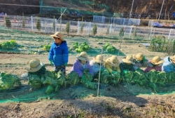 12월1주-배추 수확하기