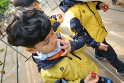 4월2주-딸기체험(딸기의 성장과정,딸기관찰,직접 수확하며 맛보기)-지역사회연계