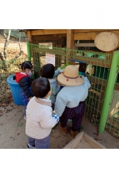 11월5주- 배추를 수확해요!