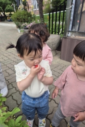 5월2주- 우리가 열심히 물 주었던 딸기를 맛보았어요~
