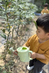 방울토마토 물주기