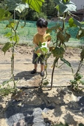 감자캐기
