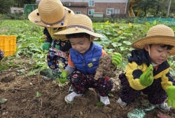 10월4주-고구마캐기