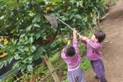 10월4주-단감따기