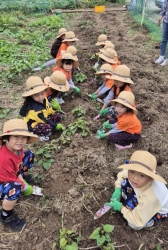 10월3주[바깥놀이-고구마캐기]