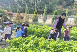 11월1주-텃밭(무,배추관찰하기)