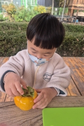 11월2주-단감놀이(수세기&단감잘라 맛보기)