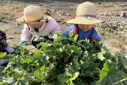 11월 4주 무배추뽑기