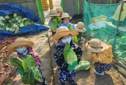 11월4주-무,배추 뽑기