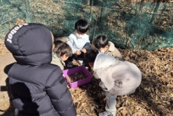 11월4주[자유놀이-자연물로 동물만들기