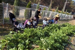 11월 4주 무 뽑기