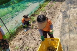 7월1주:감자수확하기& 크기별로  담아보기