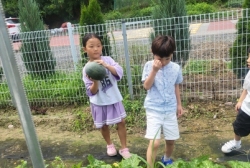 8월1주놀이 텃빝의:수박&참외수확해보기