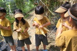 8월3주:텃밭옥수수 수확해보기