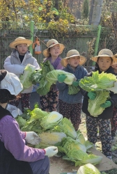 11월4주 텃밭에 무 & 배추수확하기